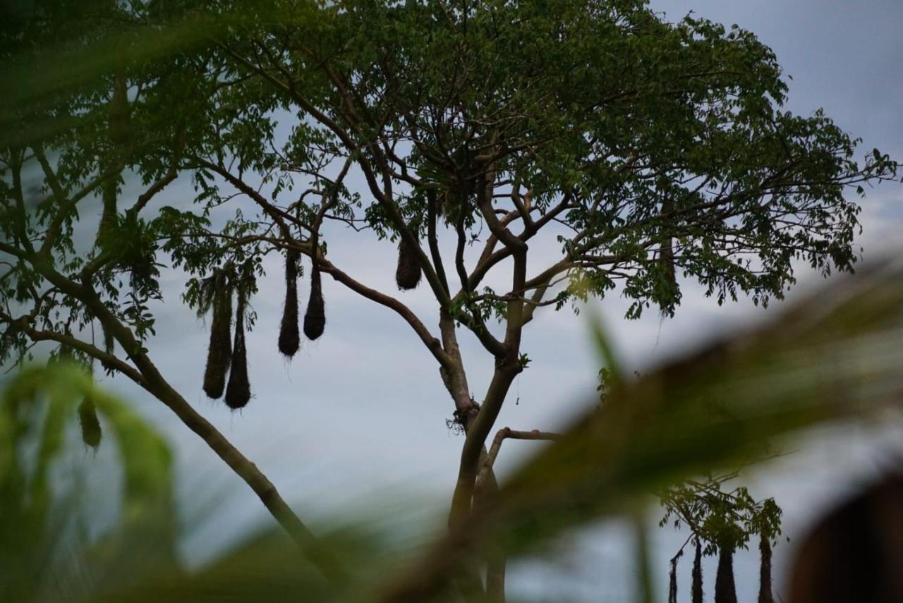 Bewak Cr Hotel Tortuguero Ngoại thất bức ảnh